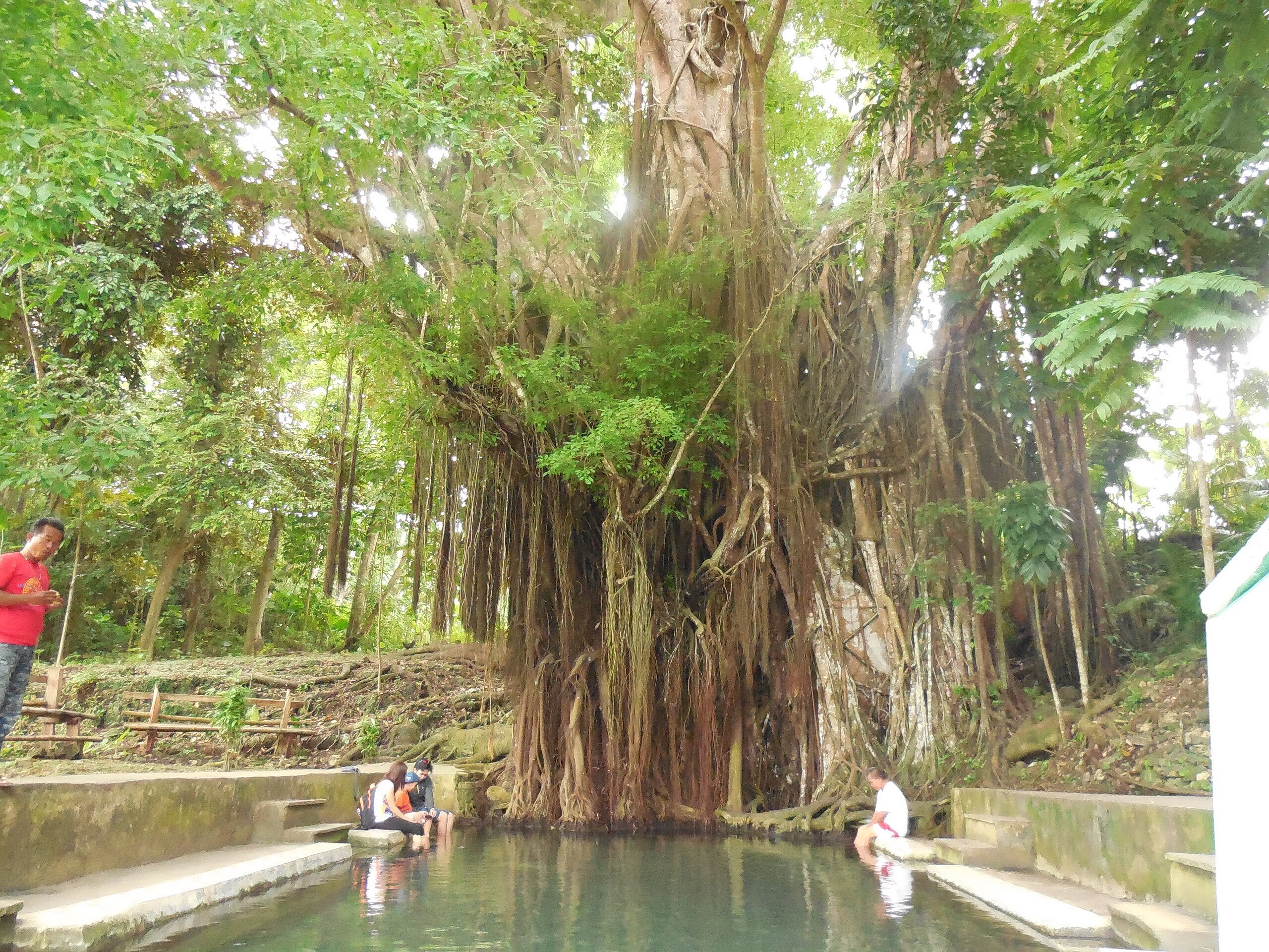 Century-Old Balete Tree